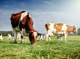 水產(chǎn)養(yǎng)殖、畜牧殺菌劑